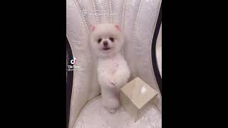 Download lagu MA YA HI (O-ZONE) Cover by MiuMiu | pao_family mp3