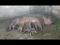 Mother Pig Giving Milk To Her Many Baby In Rural Farm Sound Baby Pig