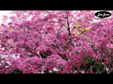 Tabebuia rosea - blooming in abundance - YouTube