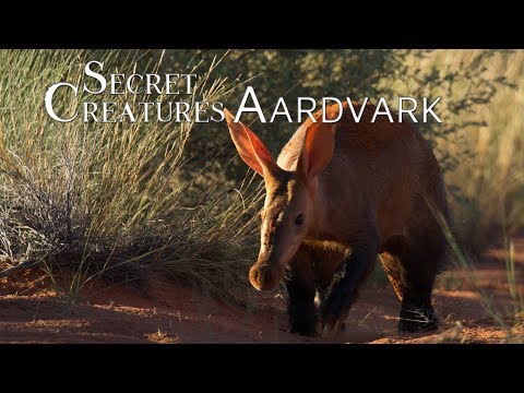 Secret Creatures: Africa's earth pig, the Aardvark.