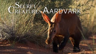 Secret Creatures: Africa&#39;s earth pig, the Aardvark.