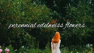 Download lagu Skjønnhet - Perennial Edelweiss Flower ( Feat Adelswast ) MUSIC VIDEO mp3 Download lagu Skjønnhet - Perennial Edelweiss Flower ( Feat Adelswast ) MUSIC VIDEO mp3