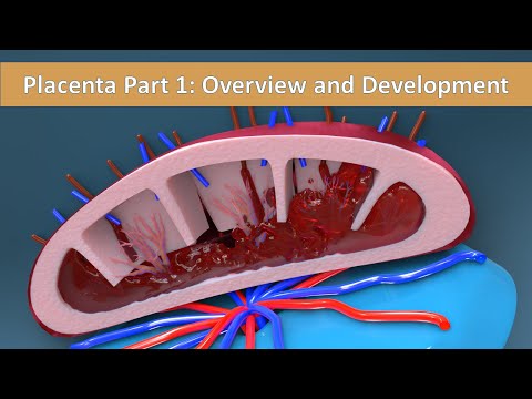 Placenta Part 1: Overview and Development of Placenta