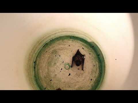 Lepakko tippunut ämpäriin