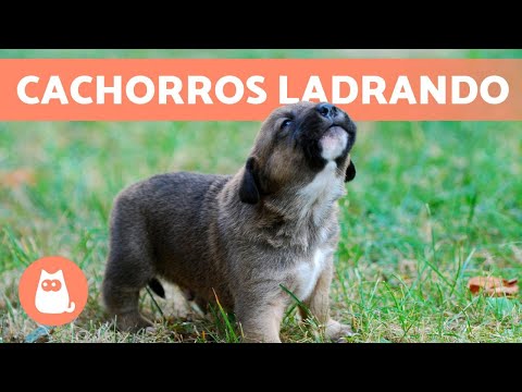 Los mejores LADRIDOS de PERROS CACHORROS 🐶 🔊 ¡Tiernos y Adorables!