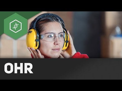 Hearing - Human Organs: The Ear