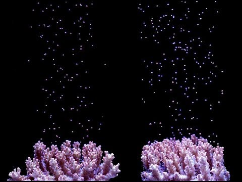 Reefs.com Interview with Jamie Craggs, MASNA Aquarist of the year