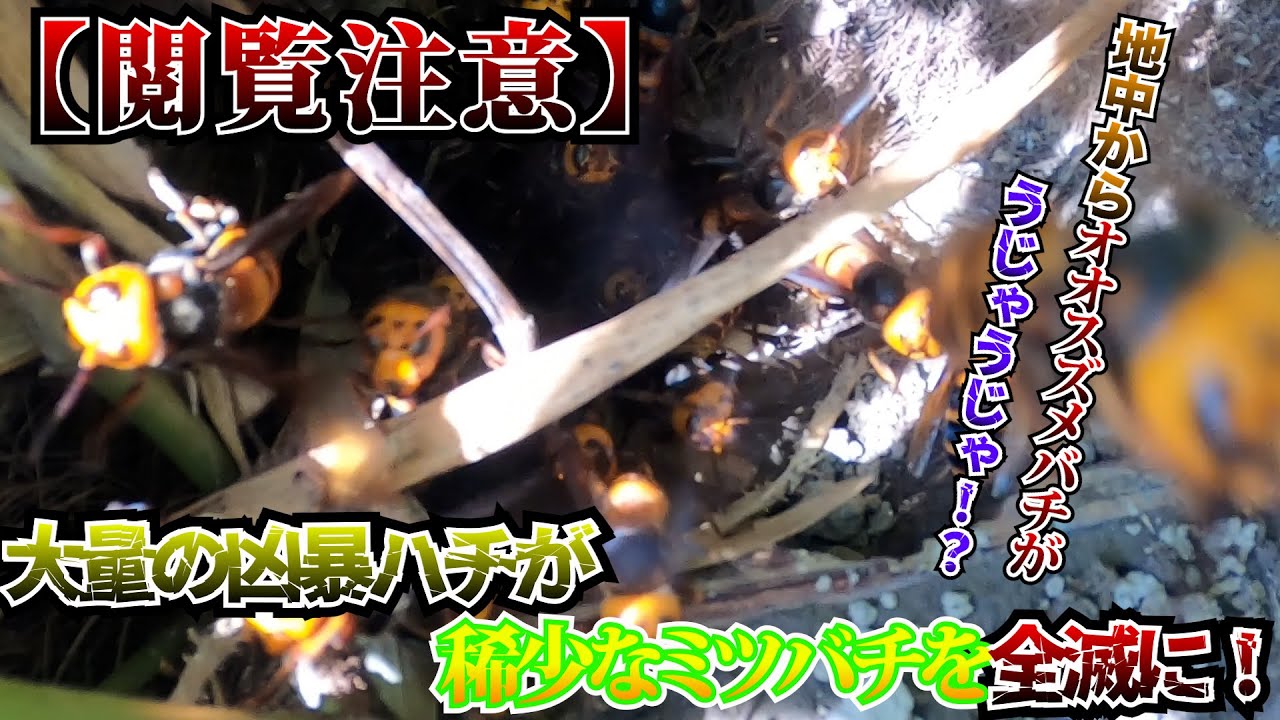巣穴から大量のスズメバチが･･･！？！？