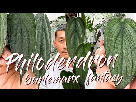 Philodendron Burlemax Fantasy Care Tips and Propagation in Water and in Moss - WITH UPDATES!