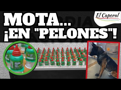🐶🚔 Perros De La Guardia Nacional Hicieron Lo Imposible: Hallar Esto En 100 Piezas De Pelón Pelo Rico