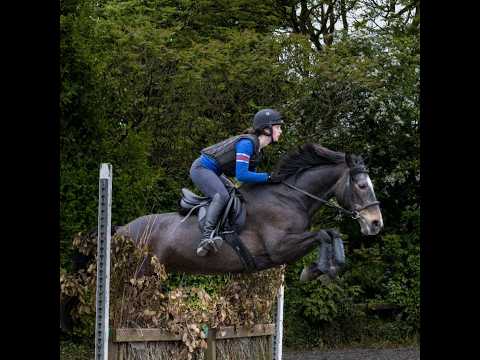 15.1hh 13 year old super honest ISH mare - Image 2