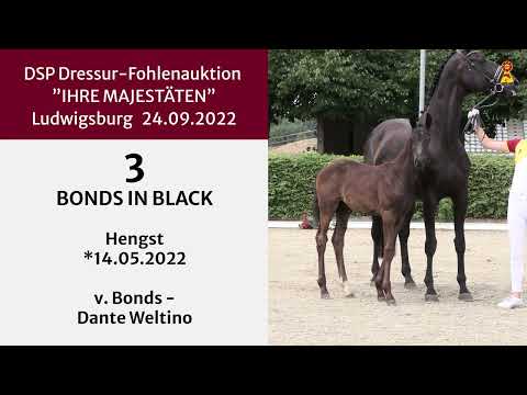 KN 3: Hengstfohlen v. Bonds - Dante Weltino
