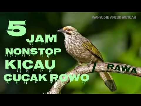 5 jam nonstop Kicauan Cucak Rowo