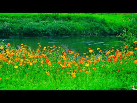 Música para meditar e relaxar com Sons de Riacho e Natureza - Acalmar os Pensamentos