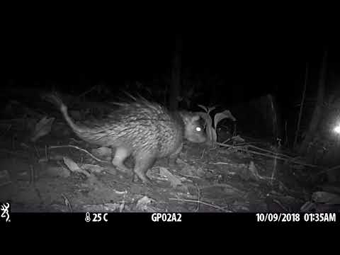 Brush-tailed Porcupine