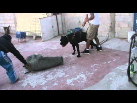 cajun aprendiendo bases para ring frances