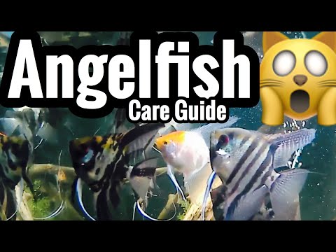 Freshwater Angelfish Care Guide