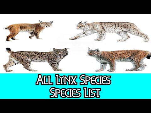 All Lynx Species - Species List