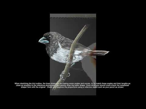 Drawing and colouring bird White rumped Munia with Prismacolour colour pencils