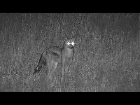 Djuma:  Side-striped Jackal stirring a bit - 02:40 - 04/18/19