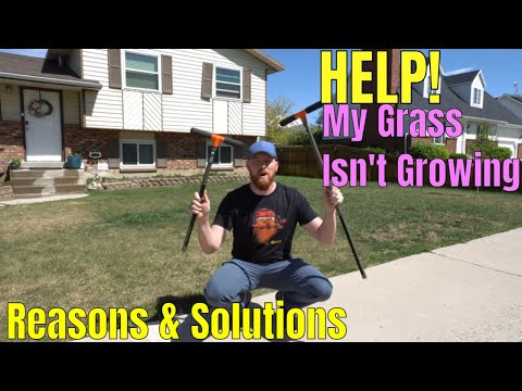 My Grass Isnt Growing!? Answers and Solutions