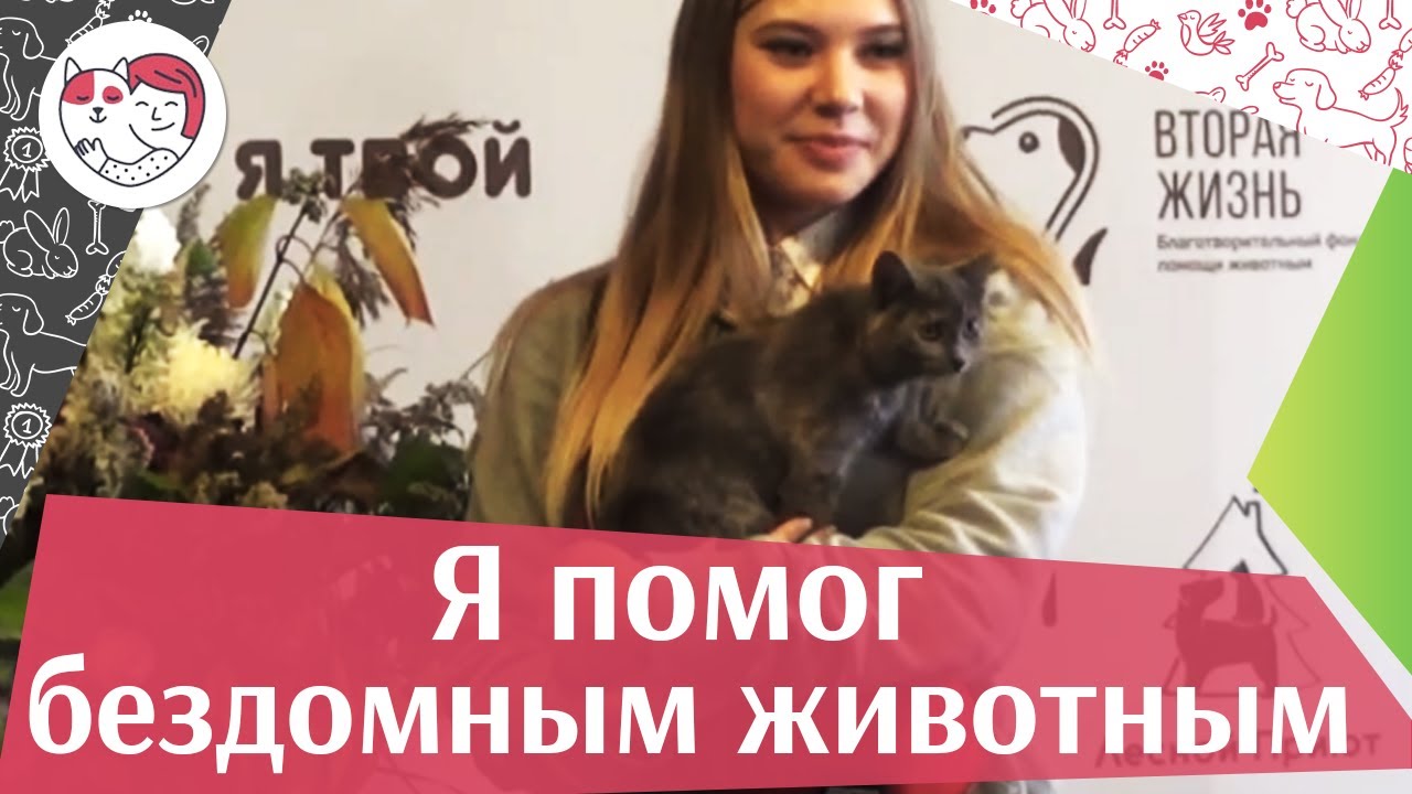 Выставка-раздача животных из приютов «Я твой» на ilikepet