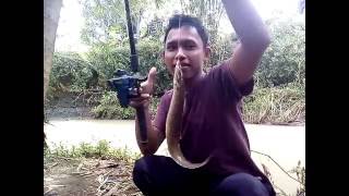 fishing can Tire Track Eel (Mastacembelus armatus)