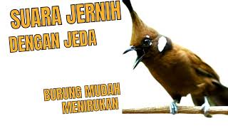 Download lagu masteran burung cililin dengan jeda air mengalir mp3 Download lagu masteran burung cililin dengan jeda air mengalir mp3