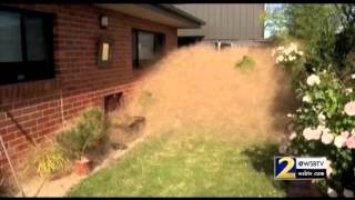 Australian town overrun by tumbleweeds