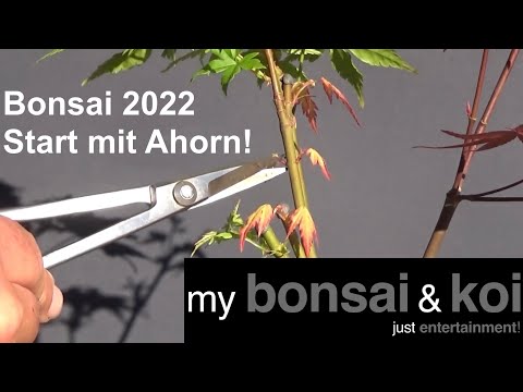 Bonsai 2022-26 -  Start mit Ahorn - kein Bonsai, aber Bäume in der Schale! - Bonsai für Anfänger