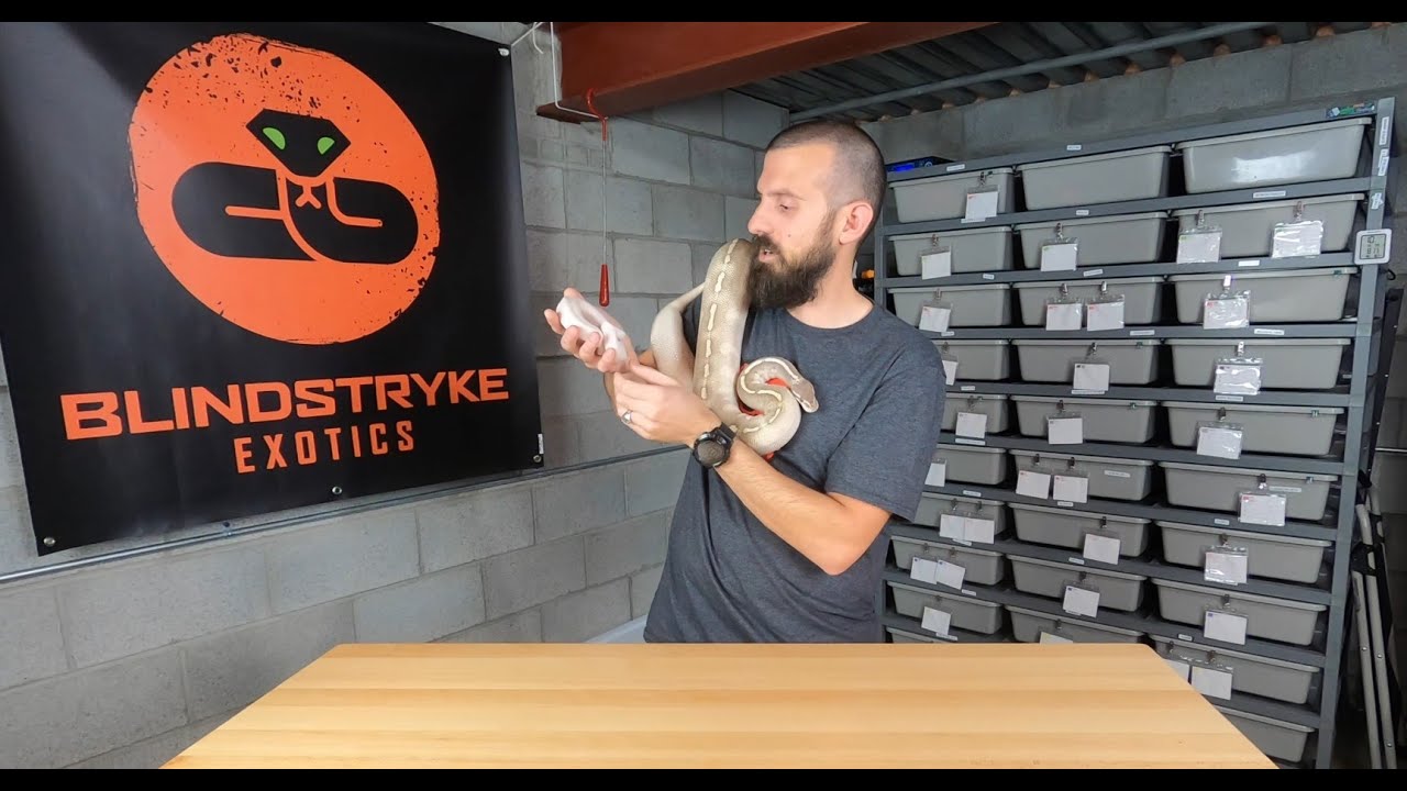 HOW TO Buy your 1st ball python!!!