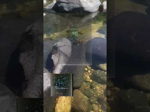 ¿Cómo se ve un campo vectorial en la vida real? Río cordobés + realidad aumentada