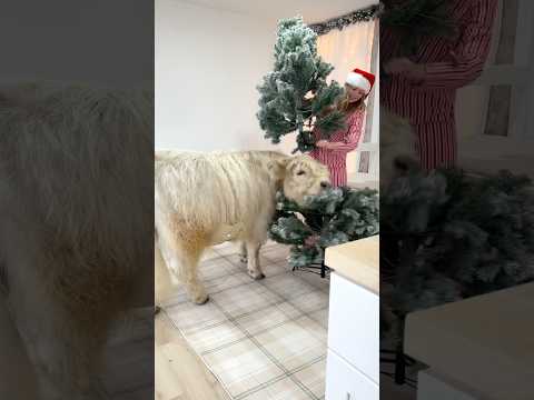 Decorating with my Cow for Christmas 🎄