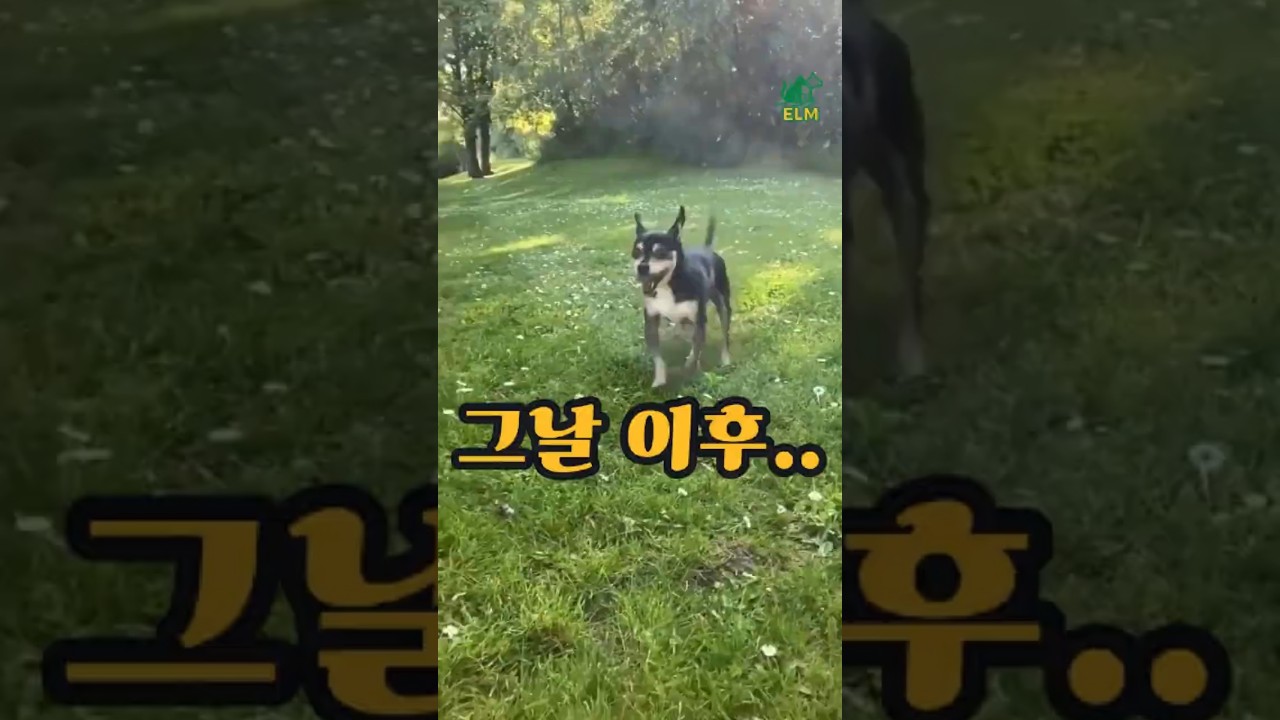 이 아이의 발걸음이 달라진 이유 #보호소아이 #구조이야기 #rescuedogstory #dogshorts #강아지댄스