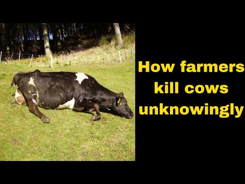 The True Cost of a Friesian Cow Is it worth it