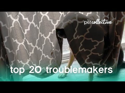 Video: 20 Adorable Animal Trouble Makers