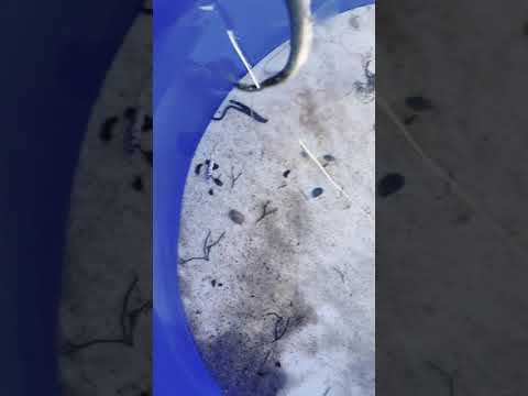 Tofta beach, Oorjit, Urmi