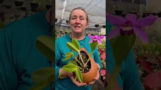 COMO CULTIVAR ORQUÍDEA: RESPONDENDO DÚVIDAS DOS SEGUIDORES