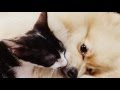 Angry Cat Wow