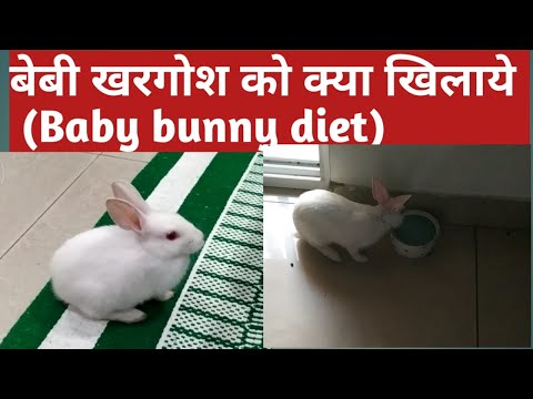 बेबी खरगोश को क्या खिलाये  | Baby Rabbit Diet | Safe Rabbit Veggies
