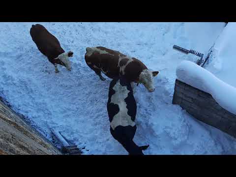 Bauzi wird mir zu gefährlich