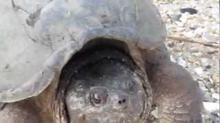preview picture of video 'Snapping Turtle follows me To River.wmv'