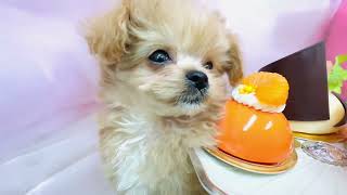 ハーフ犬の動画01