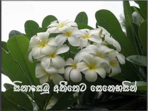 Sudu paata mal pipunu - Karunarathna Diwulgane