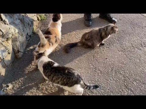 Street cat bothers two pregnant cats. Cute playful cats