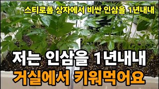 인삼"1년내내 집에서 누구나 쉽게 키워서 먹는방법!!   #인삼재배 #인삼집에서키우기 #인삼재배 #인삼심는방…