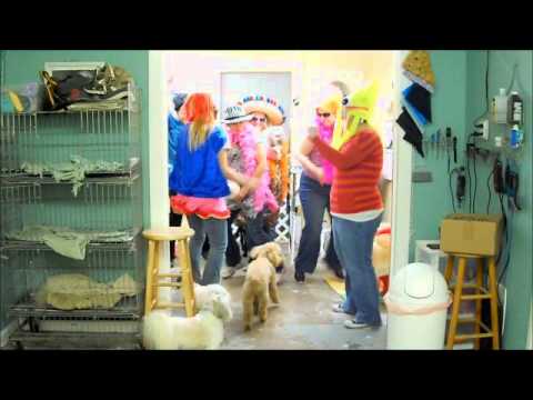Elida Dog Grooming Harlem Shake