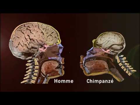 Les Origines du langage (Documentaire)