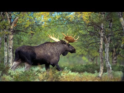 Охота на лося. Лучшие моменты! 2018