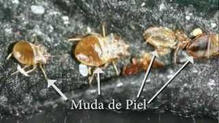 Las Chinches de Cama y el Manejo Integrado de Plagas